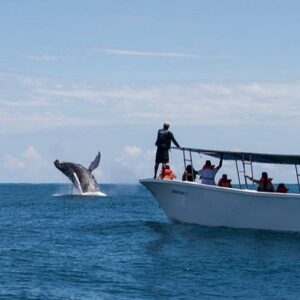 Ballena Jorobada Saltando 2