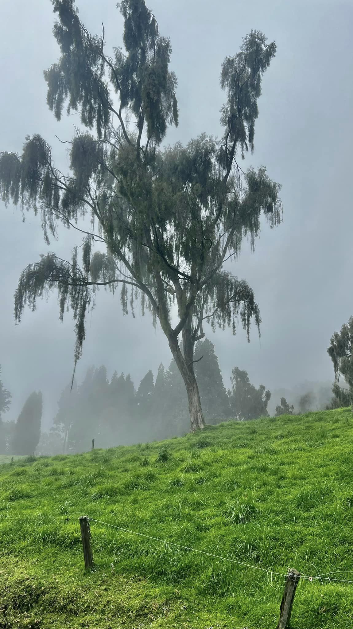 Rancho Redondo - Cabeza de Vaca - Imagen 3